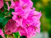 pg-bougainvillea-glabra-pink-800x800