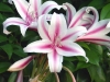pg-lily-plants-milk-and-wine-lily-800x800