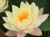 plants-water-lily-mangkala-ubol-1000