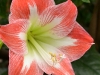 star-of-holland-amaryllis-at-buffalo-botanical-gardens-by-stofko