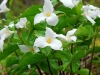 van-zyverden-perennials-11396-64_1000__44132-1538510415-1280-1280