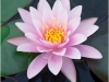 van-zyverden-water-pond-plants-83621-64_1000