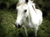 white horse in a field, dramatic pictures