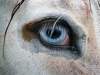 irish-horse-culture270