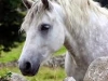 pony