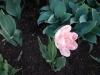 dscn0620