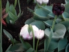 dscn0630