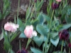 dscn0639