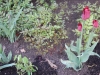 dscn0641