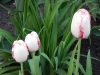 dscn0654