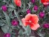 dscn0686