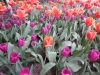 dscn0690