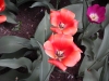 dscn0707
