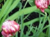 dscn0777