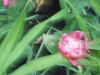 dscn0779