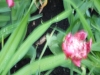 dscn0780