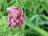 dscn0784
