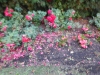 dscn0871