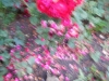 dscn0875