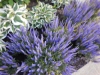 dscn0910