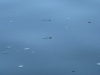 p1070134