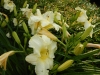 dscn1388