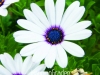 big-sale-white-osteospermum-seeds-potted-flowering-font-b-plants-b-font-blue-font-b-daisyindigo