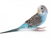 parakeet-budgerigar-blue