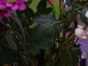 p1180102
