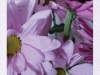 preview11