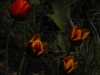 p1140845