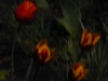 p1140846