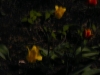 p1140851