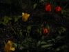 p1140854