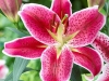 oriental-lily-sized