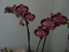 p1110513