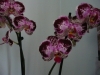 p1110515