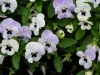 p1120690