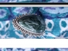 copy__crop-art