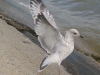 img081__