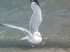 img082__
