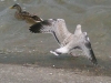 img082___
