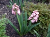 dscn0533