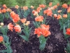 dscn0551