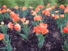 dscn0552