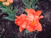 dscn0559