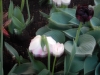 dscn0630