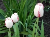 dscn0652