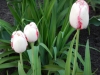 dscn0653