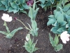 dscn0615